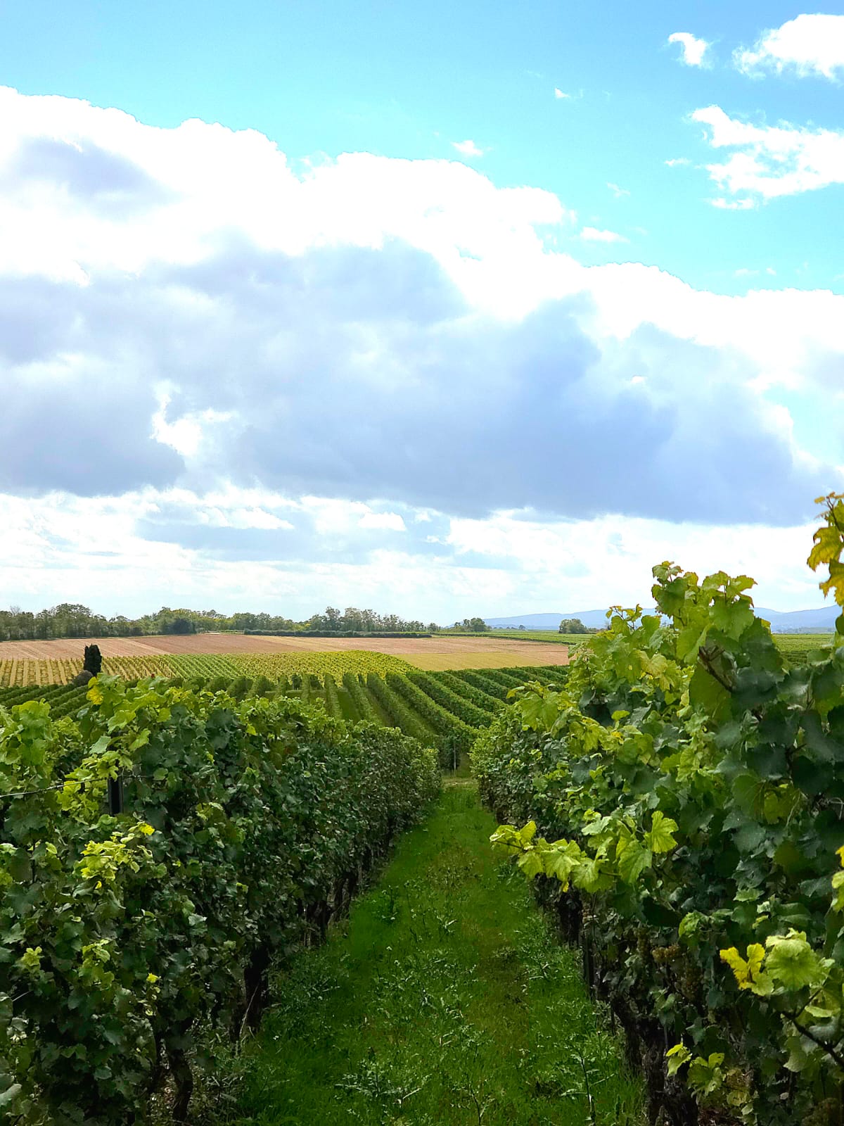 Parched + Side Piece Present: Bianka Schmitt (DB Schmitt)